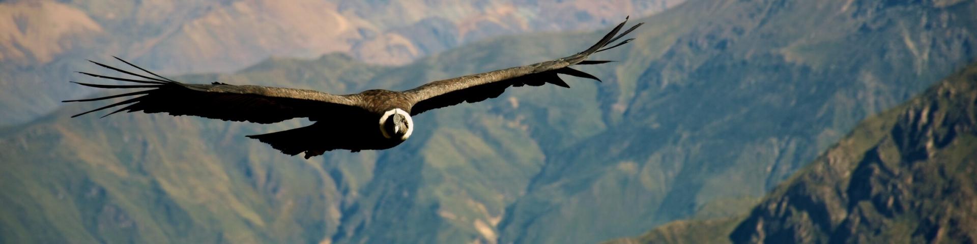 Kanion Colca – Peru z Memories Vacations